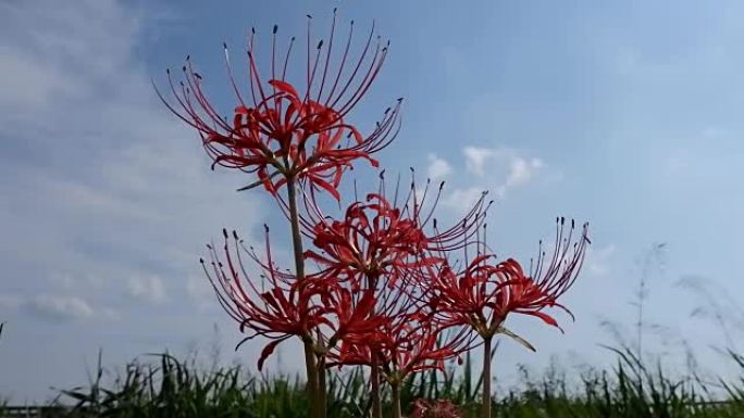 天空和星团孤挺花