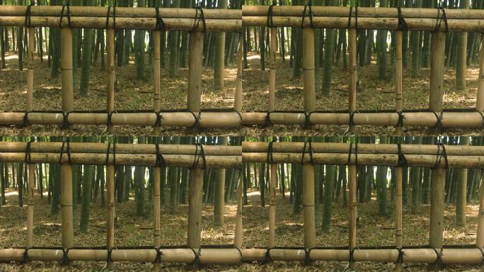 东京公园的竹林