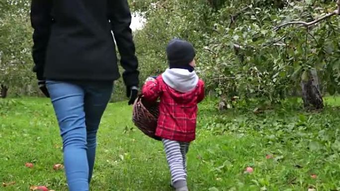 年轻的母亲和儿子在加拿大魁北克的乌节采摘苹果并玩乐