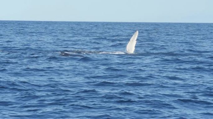 17% 慢动作拍摄座头鲸在梅林布拉耳光