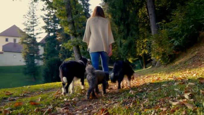 三只忠诚的狗正跟随它们的主人在公园里散步。