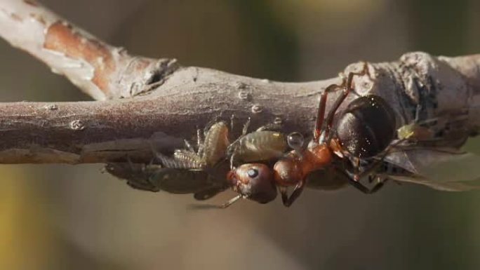 蚂蚁从蚜虫中收集蜜露。