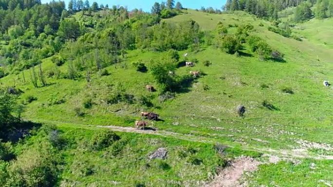 夏天，在Europena阿尔卑斯山的绿色田野上放牧的牛群上空飞行。蓝天和gren草上的云。低空4k上