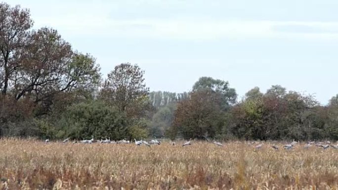 一群鹤鸟在勃兰登堡 (德国) 的Rhinluch地区放牧并飞越田野