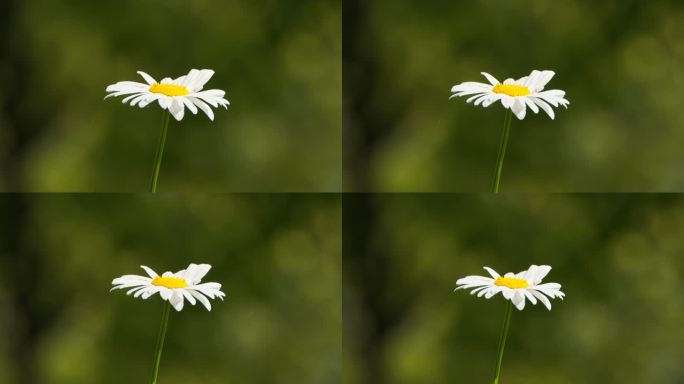 一朵甘菊花特写实拍镜头