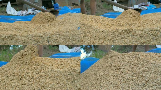 女人的慢动作手从农场采摘自然干米