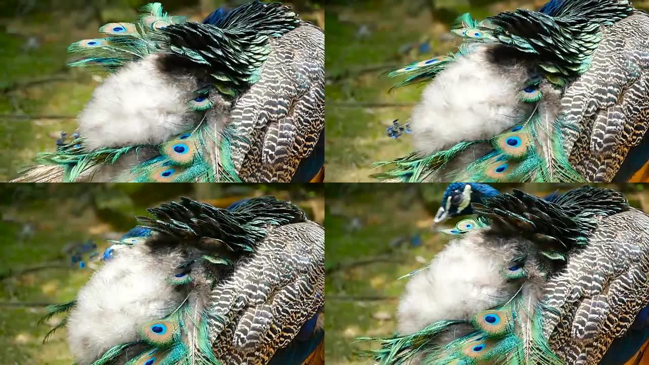 优雅的野生异国鸟，色彩鲜艳的艺术羽毛。孔雀纹理羽毛的特写。飞舞的印度绿色孔雀 (Pavo crist