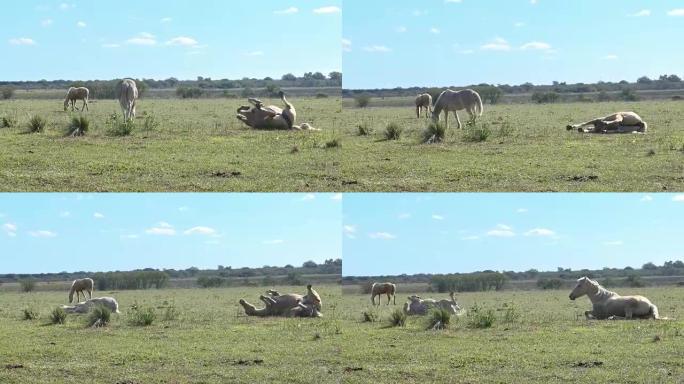 三匹马在草地上，他们中的uno躺在草地上滚动