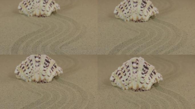 大约是一个美丽的白色贝壳，站在沙子制成的锯齿形上。