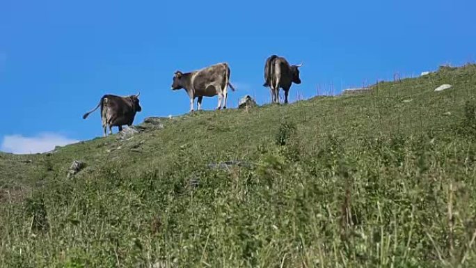 在山上放牧的奶牛