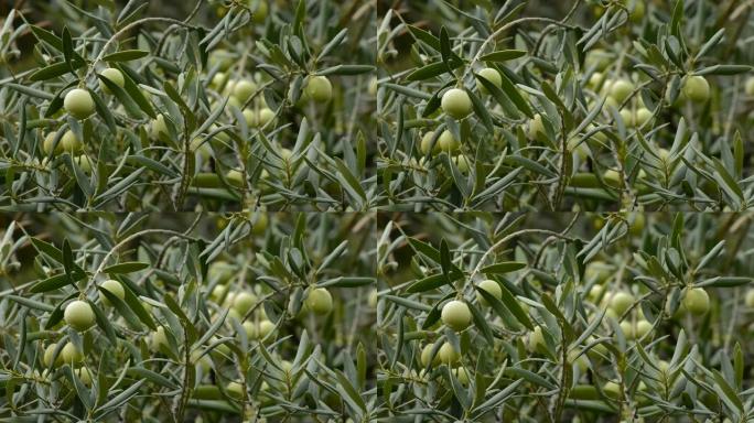 橄榄树上的橄榄水果阴天