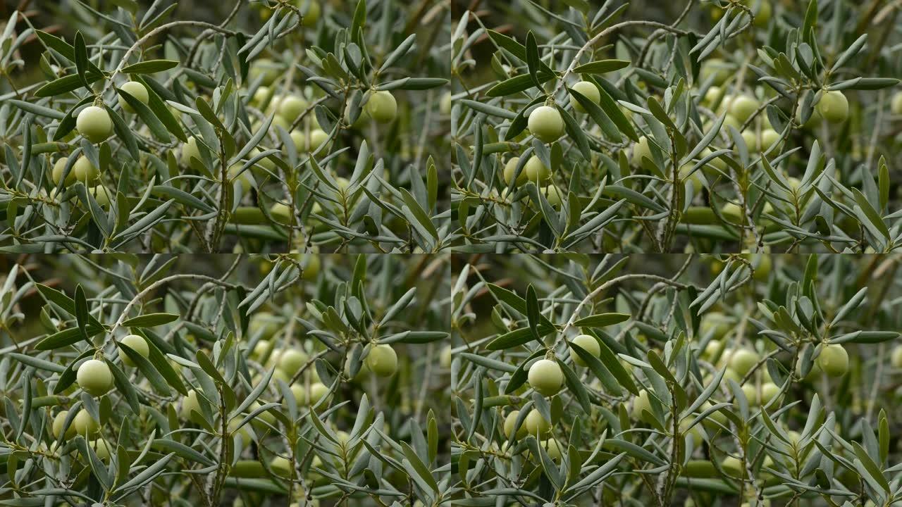 橄榄树上的橄榄水果阴天