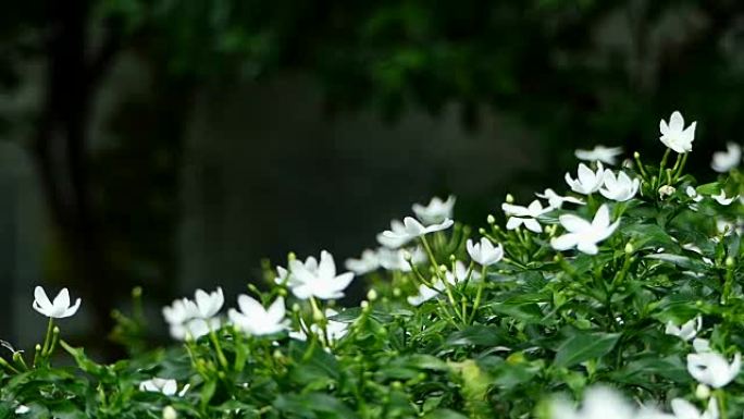 温暖阳光下的白色茉莉花