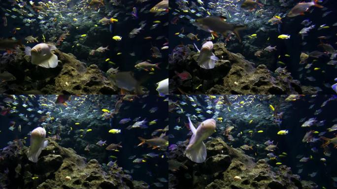 水族馆里的4k彩色鱼类和珊瑚