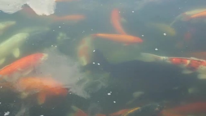 天然阴天湖中彩色五彩装饰日本锦鲤学校的高清头顶镜头