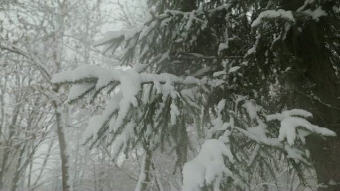 公园里雪树。冷杉上的雪。下雪的天气