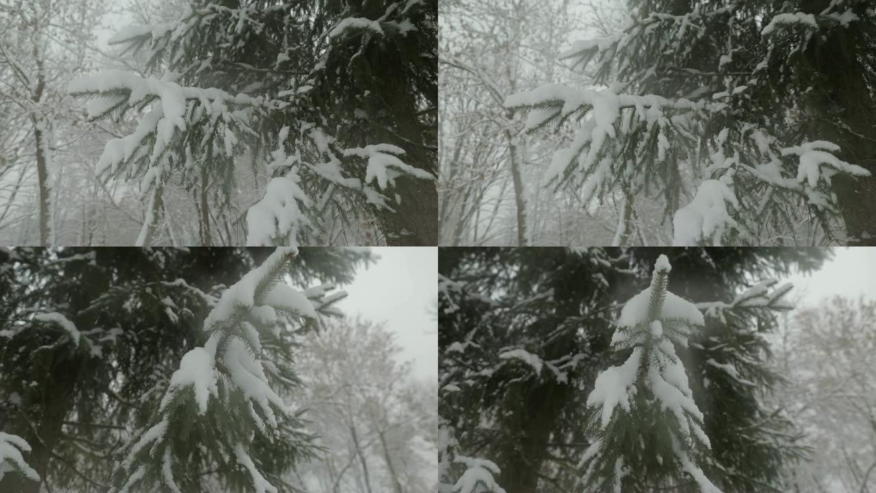 公园里雪树。冷杉上的雪。下雪的天气