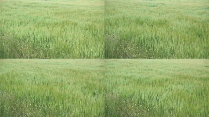 绿色大麦田，玉米田在风中称重，风浪流过地表