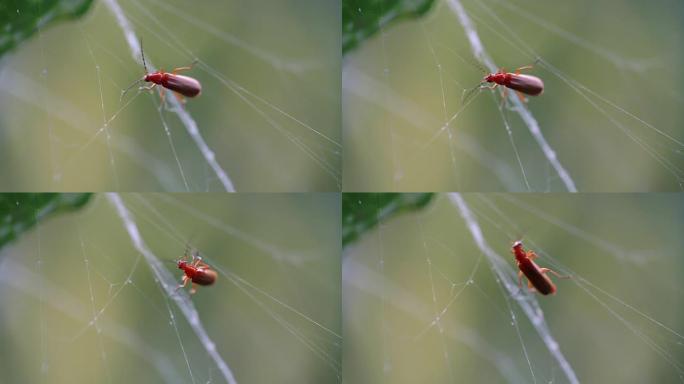 红色昆虫在蜘蛛线上行走
