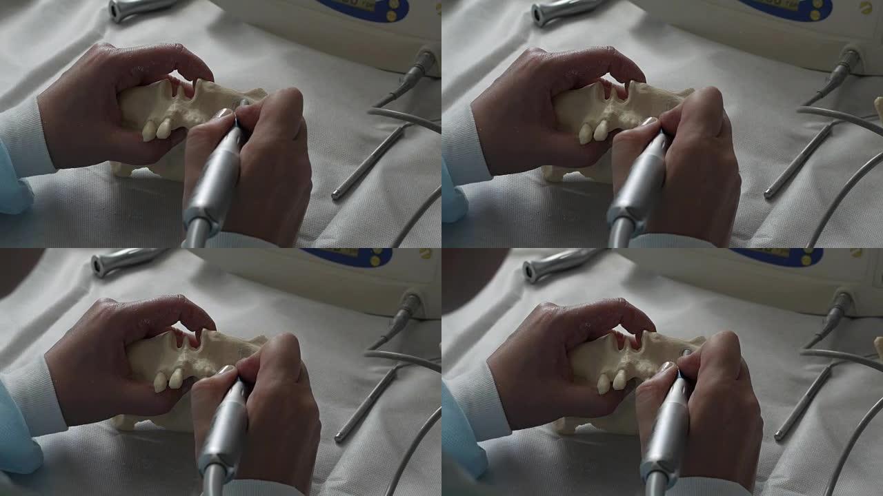 牙医医生拿着人类下巴的模型