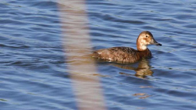 池塘水面上的单雌普通潜鸭鸟