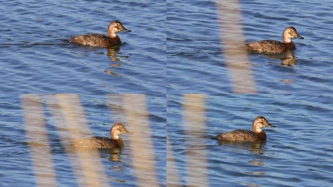 池塘水面上的单雌普通潜鸭鸟