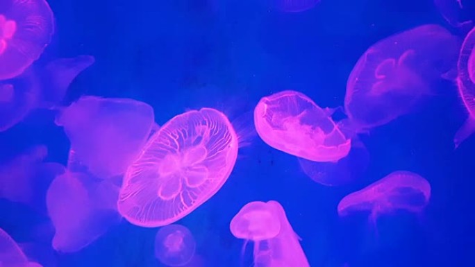 4K.一组荧光粉色水母在水族馆游泳池游泳。透明水母水下镜头，发光的美杜莎在水中四处移动。海洋生物壁纸