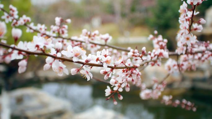 早春桃花枝盛开意境古风