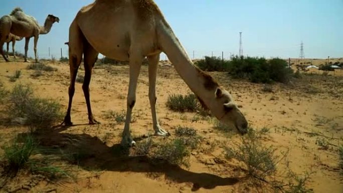 一群放牧的骆驼，担心有陌生人走近。阿联酋沙漠公路附近的一个地方。