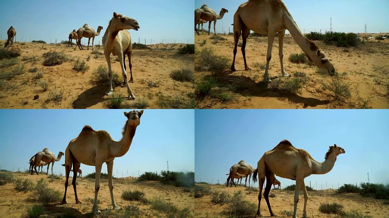 一群放牧的骆驼，担心有陌生人走近。阿联酋沙漠公路附近的一个地方。
