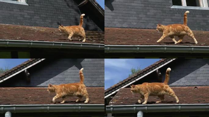 诺曼底屋顶上行走的红色虎斑猫，实时