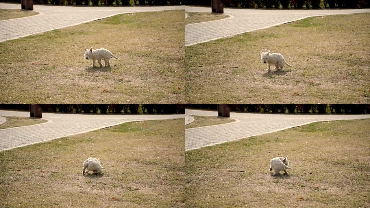 狗在草地上大便