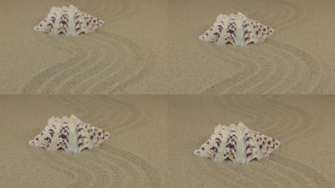 走近躺在波浪形沙滩上的美丽贝壳。