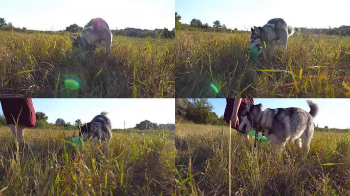 多莉拍摄了顽皮的西伯利亚哈士奇在绿野休息，并在阳光明媚的日子咬了一个塑料瓶。夏天，女主人在草地和她的