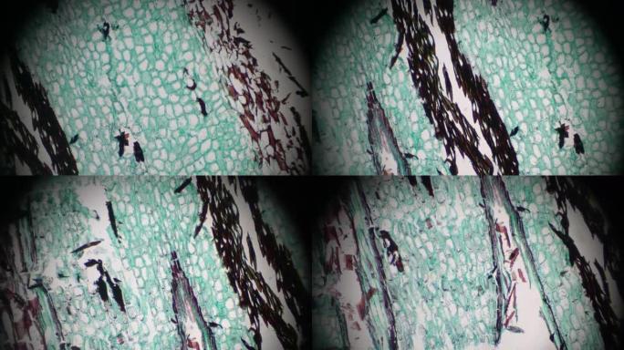 蕨类植物茎在光学显微镜下