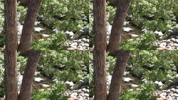 亚利桑那州，滑石，滑石后穿过树木的橡树溪的景色