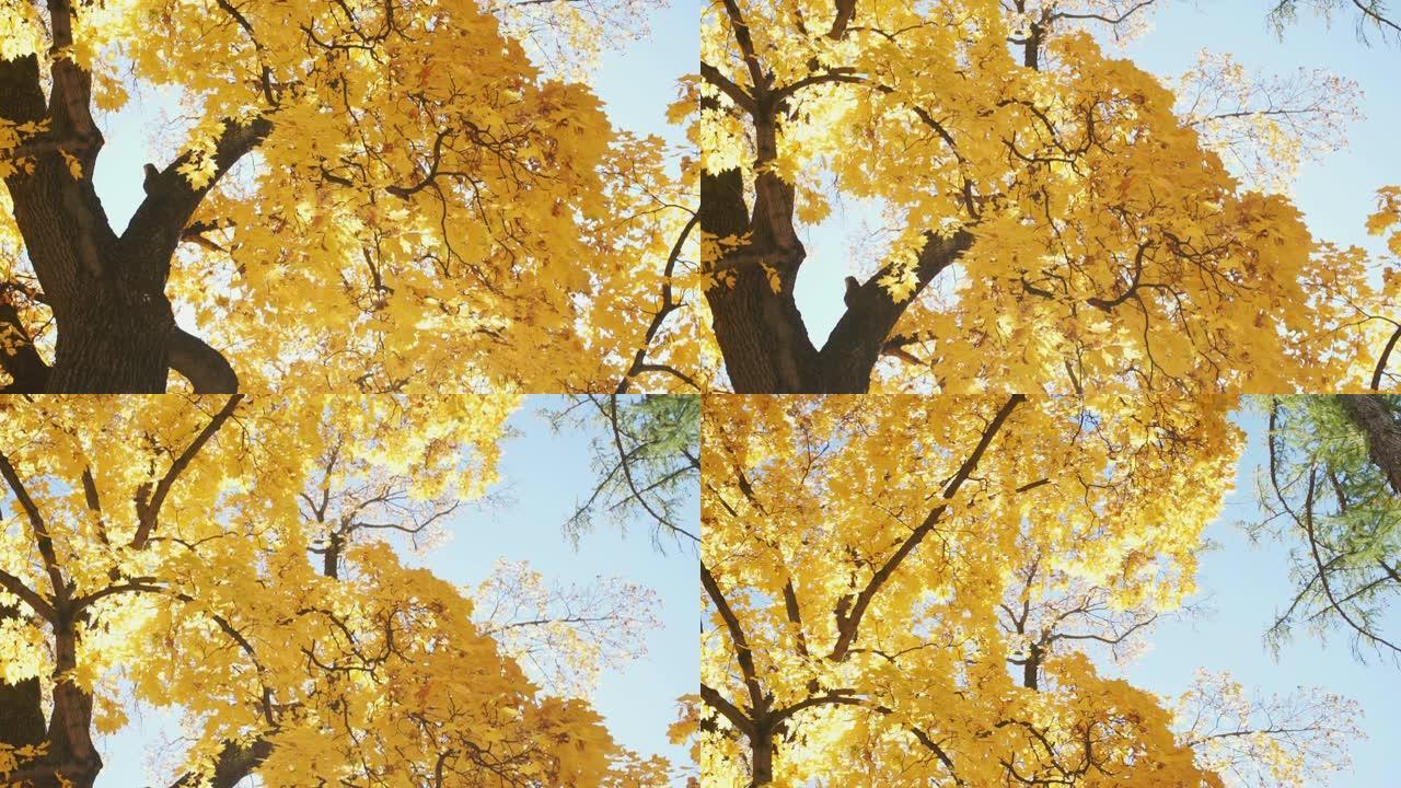 秋树，叶子鲜黄色