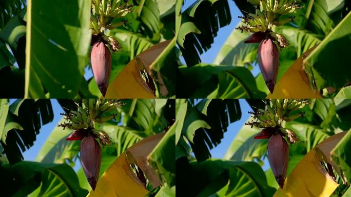 香蕉是盛开的香蕉。在香蕉树上长大黄色成熟。特写