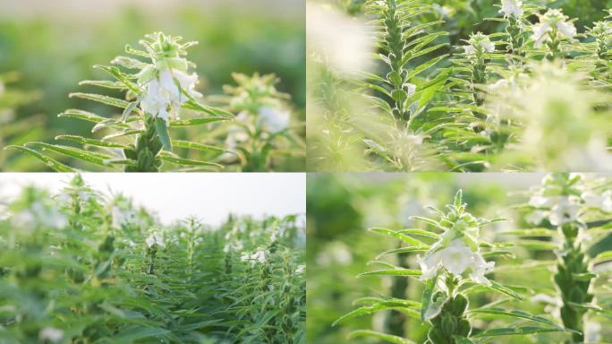 芝麻开花节节高 逆光唯美