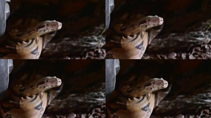蛇的脸、眼睛和舌头的特写。佩里亚尔·宝儿的肖像