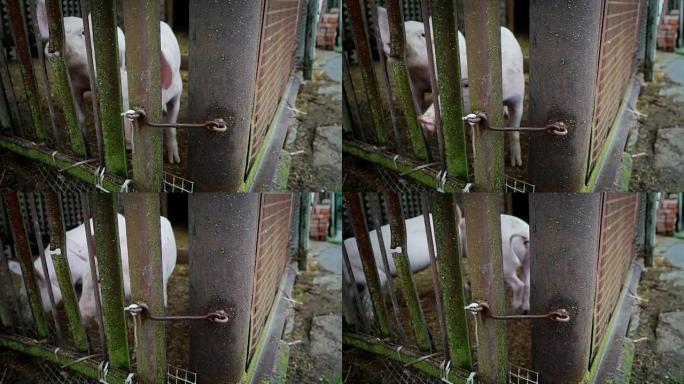 猪圈里的两只白色小猪，小猪在金属棒栅栏后面，猪把鼻子伸到铁棒之间，动物被圈内的铁钩封闭