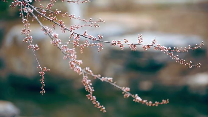 早春意境几枝桃花枝摇曳诗意