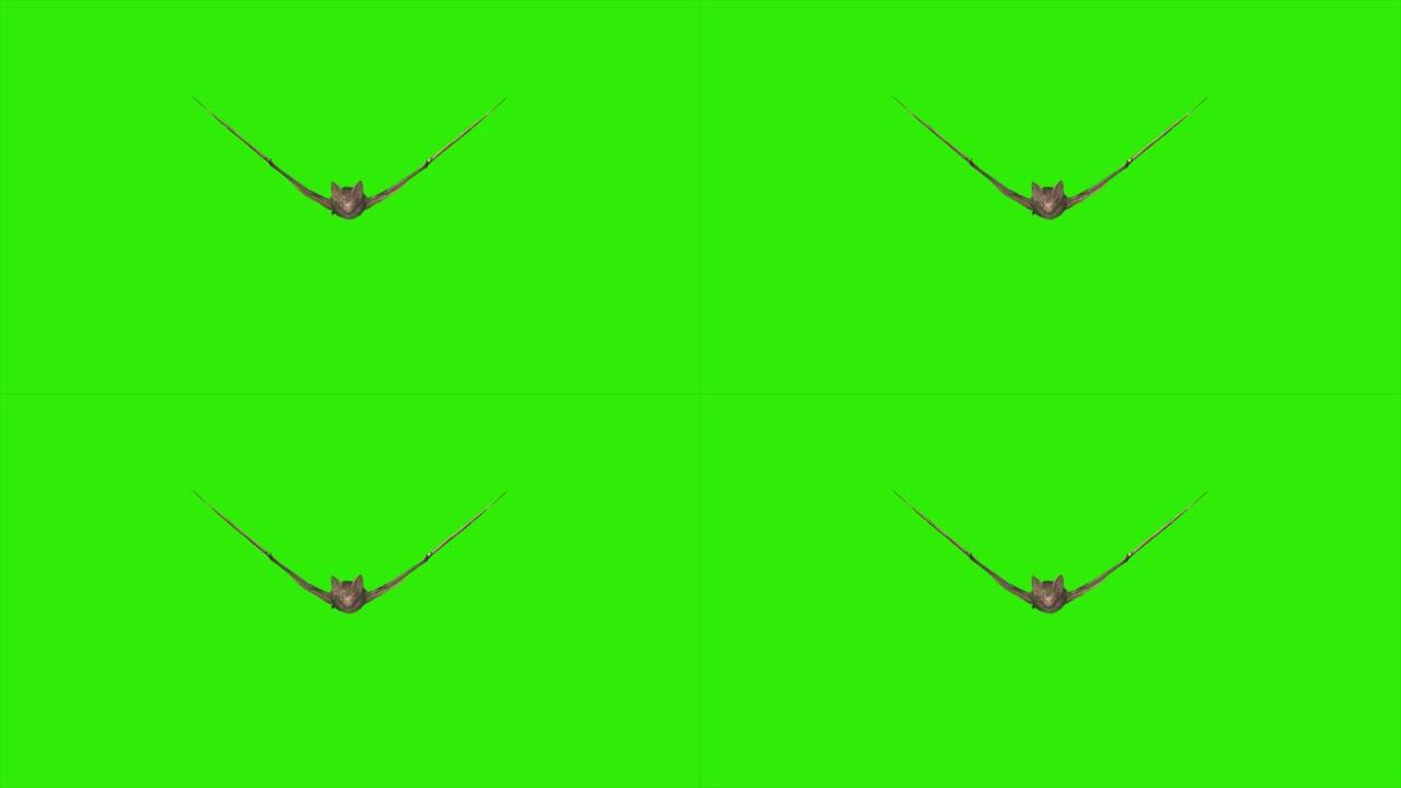 绿屏循环动画苍蝇蝙蝠