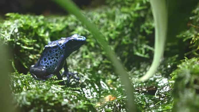 坐在苔藓上的彩色蓝色毒蛙的侧视图