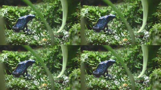 坐在苔藓上的彩色蓝色毒蛙的侧视图