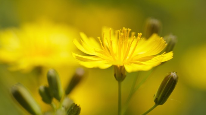 春天中华苦荬菜花朵微距特写