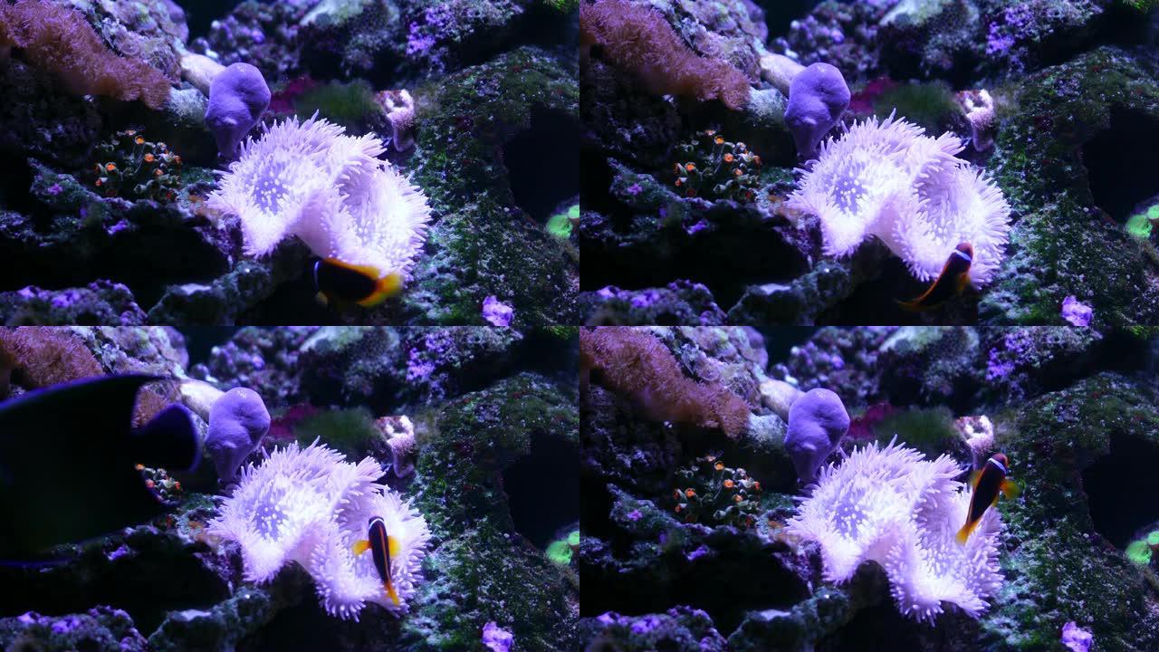 水族馆里的4k彩色鱼类和珊瑚