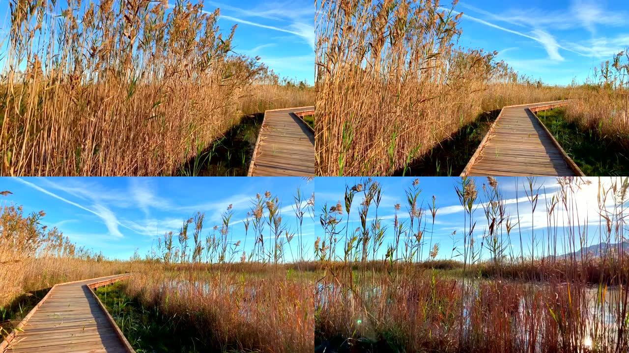 鸟类天文台的木制小径，在西班牙佩戈和奥利瓦的湿地自然公园La Marjal中