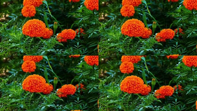 天然橙色天鹅绒花