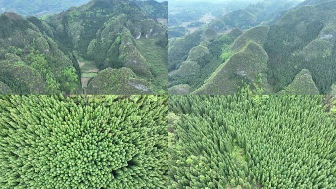 俯视山林山峰山脉森林柳杉